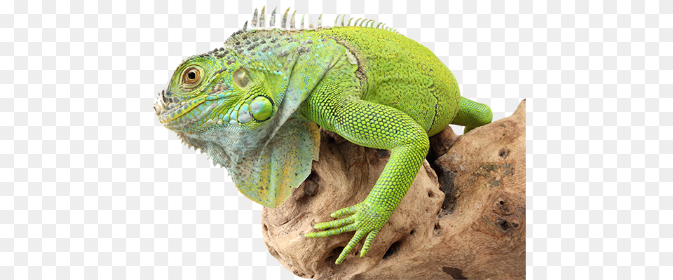 Iguana, Animal, Lizard, Reptile Free Png