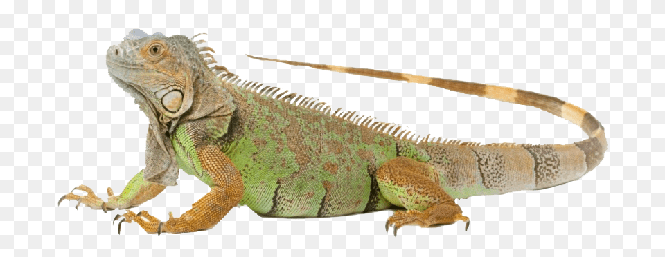 Iguana, Animal, Lizard, Reptile Png
