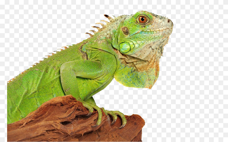 Iguana, Animal, Lizard, Reptile Free Png
