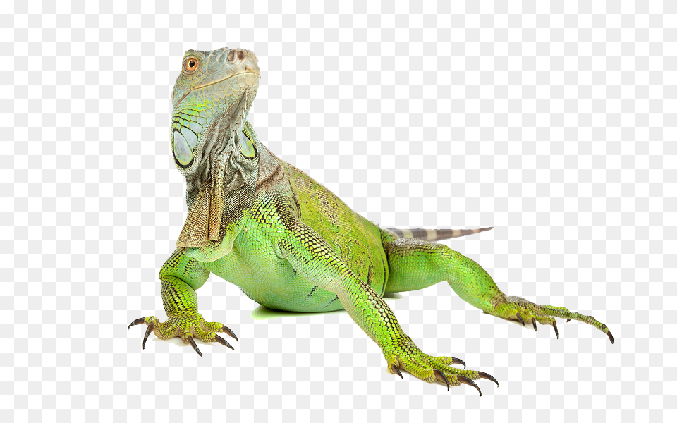 Iguana, Animal, Lizard, Reptile, Green Lizard Free Png