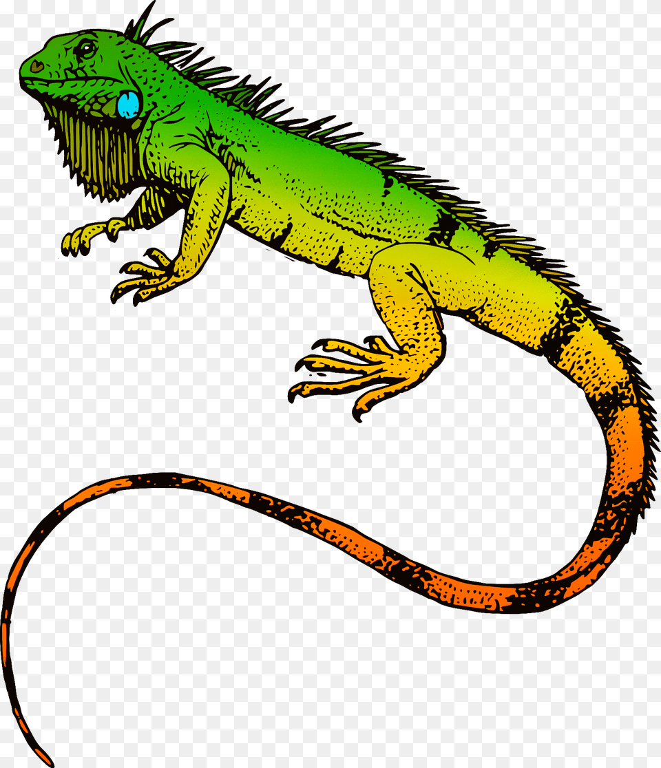 Iguana Clipart, Animal, Lizard, Reptile, Dinosaur Free Png