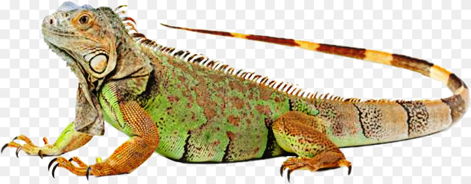 Iguana Clipart Colorful Iguvana, Animal, Lizard, Reptile Png