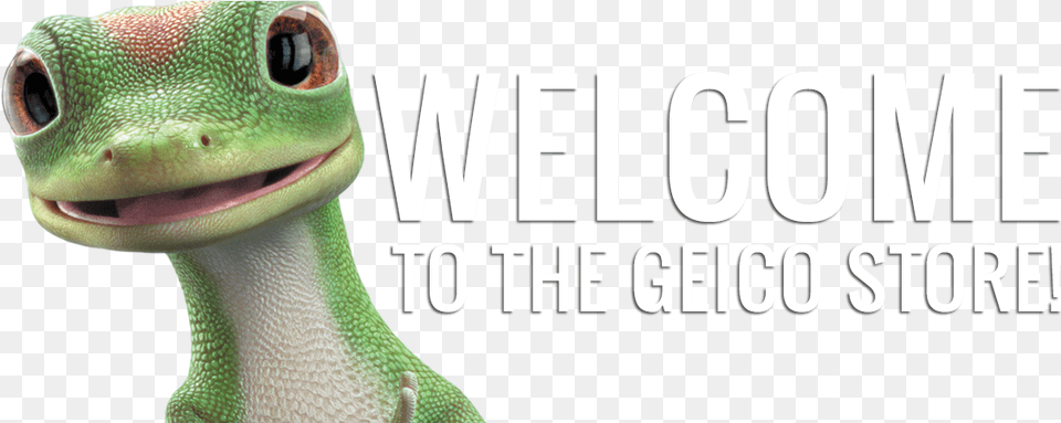 Iguana Close Up, Animal, Gecko, Lizard, Reptile Free Png