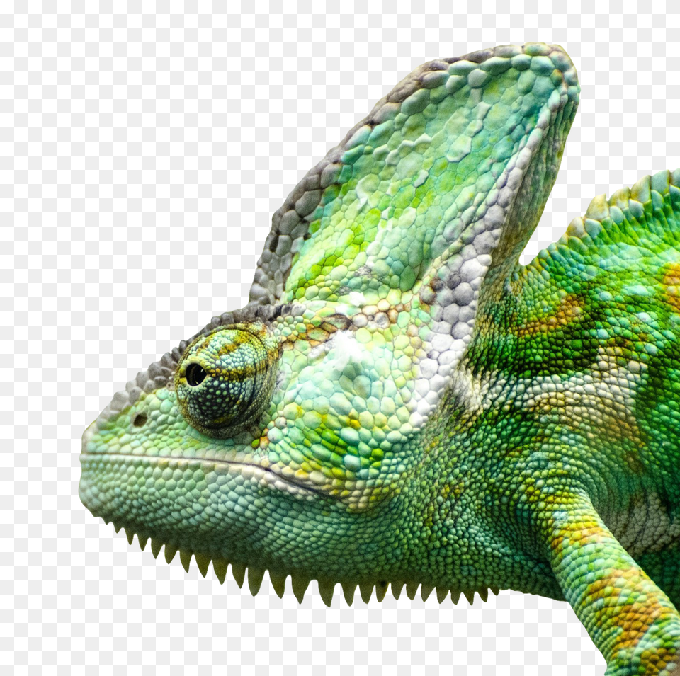 Iguana Face Image, Animal, Lizard, Reptile, Green Lizard Png