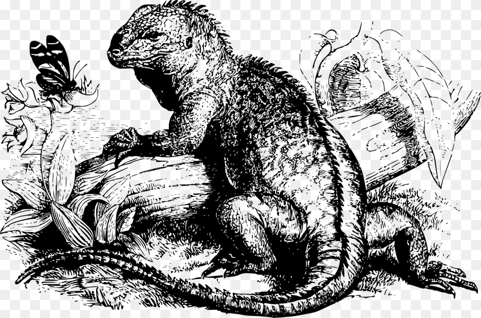 Iguana Illustration, Gray Free Png Download
