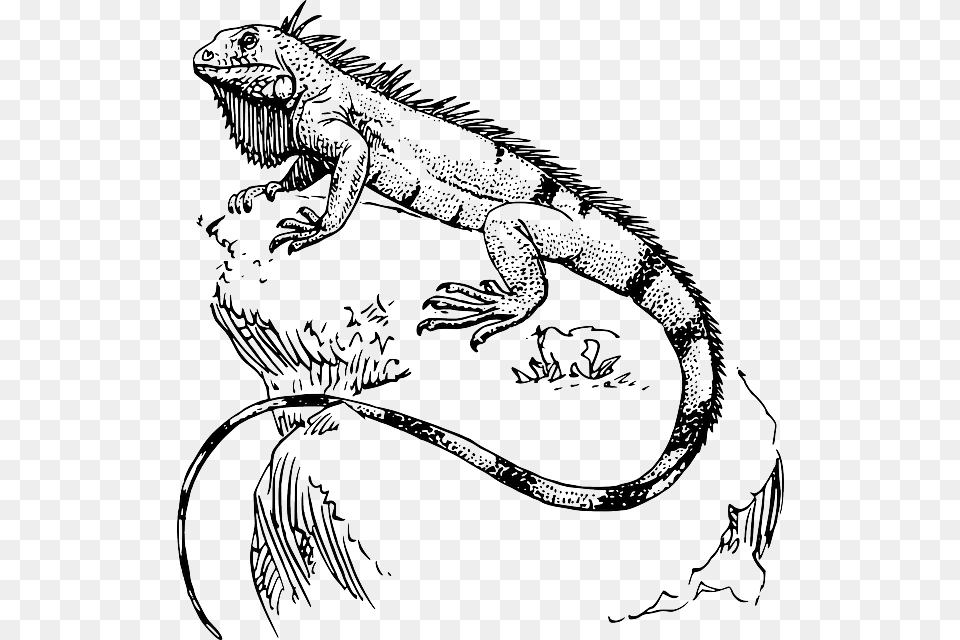Iguana Para Pintar Art Tatt And Drawings Iguana Drawing, Animal, Lizard, Reptile, Dinosaur Png Image