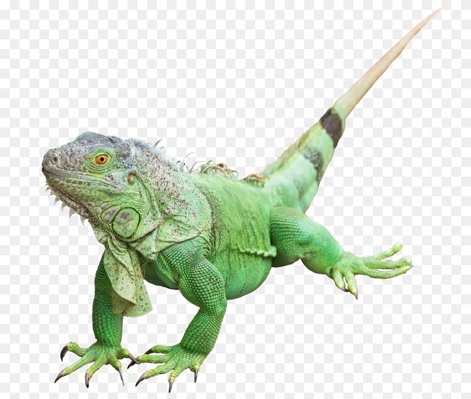 Iguana Photos Iguana, Animal, Lizard, Reptile Free Png Download