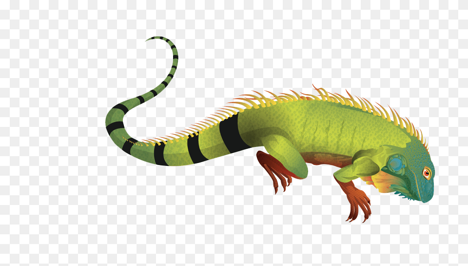 Iguana Pic, Animal, Lizard, Reptile, Snake Free Png