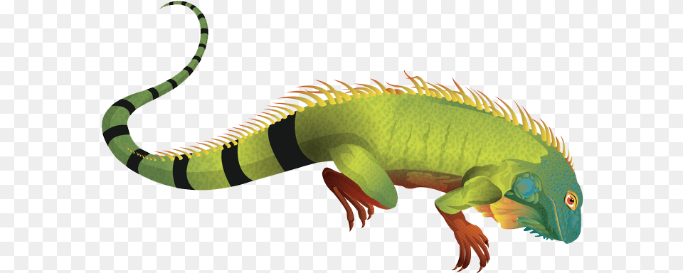 Iguana Pic For Designing Work Transparent Background Iguana Clipart, Animal, Lizard, Reptile, Snake Png Image