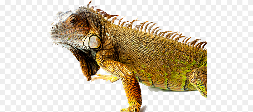 Iguana Picture Iguana, Animal, Lizard, Reptile Free Png