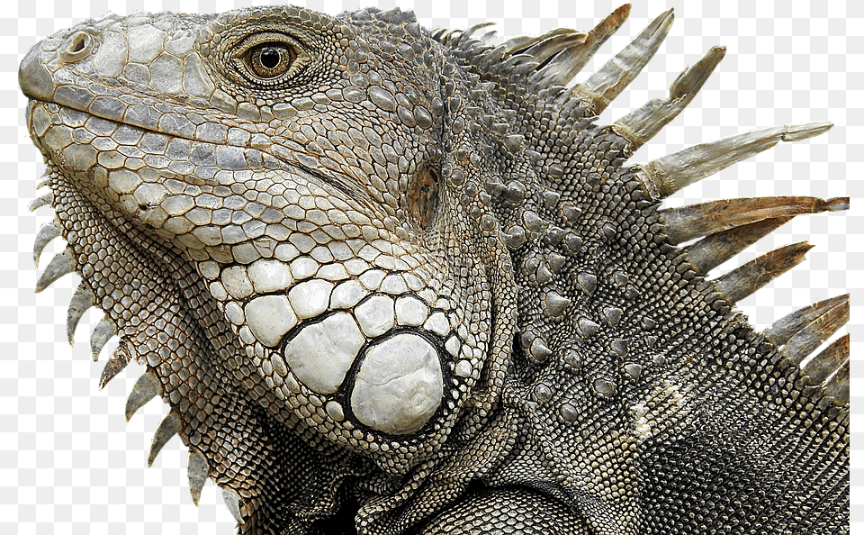 Iguana Portrait Profile Close Up Reptile Reptile Profile, Animal, Lizard Free Transparent Png