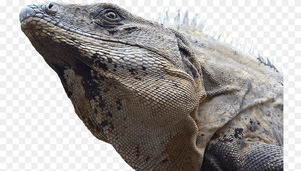 Iguana Reptile Lizard Dragon Monitor Scaly Marine Iguanas Animal Free Transparent Png