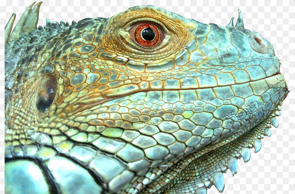 Iguana Reptile Lizard Green Blue Face Scale Lizard Scales, Animal Free Transparent Png