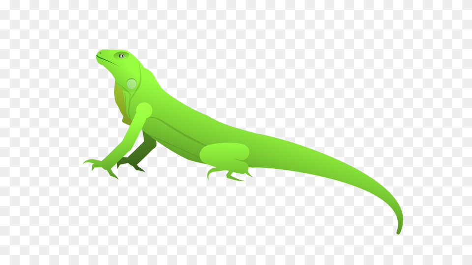 Iguana Sifz, Animal, Lizard, Reptile, Gecko Free Transparent Png