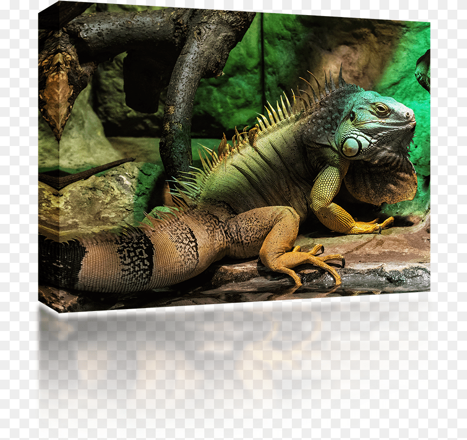 Iguana South American Iguana, Animal, Lizard, Reptile Free Transparent Png