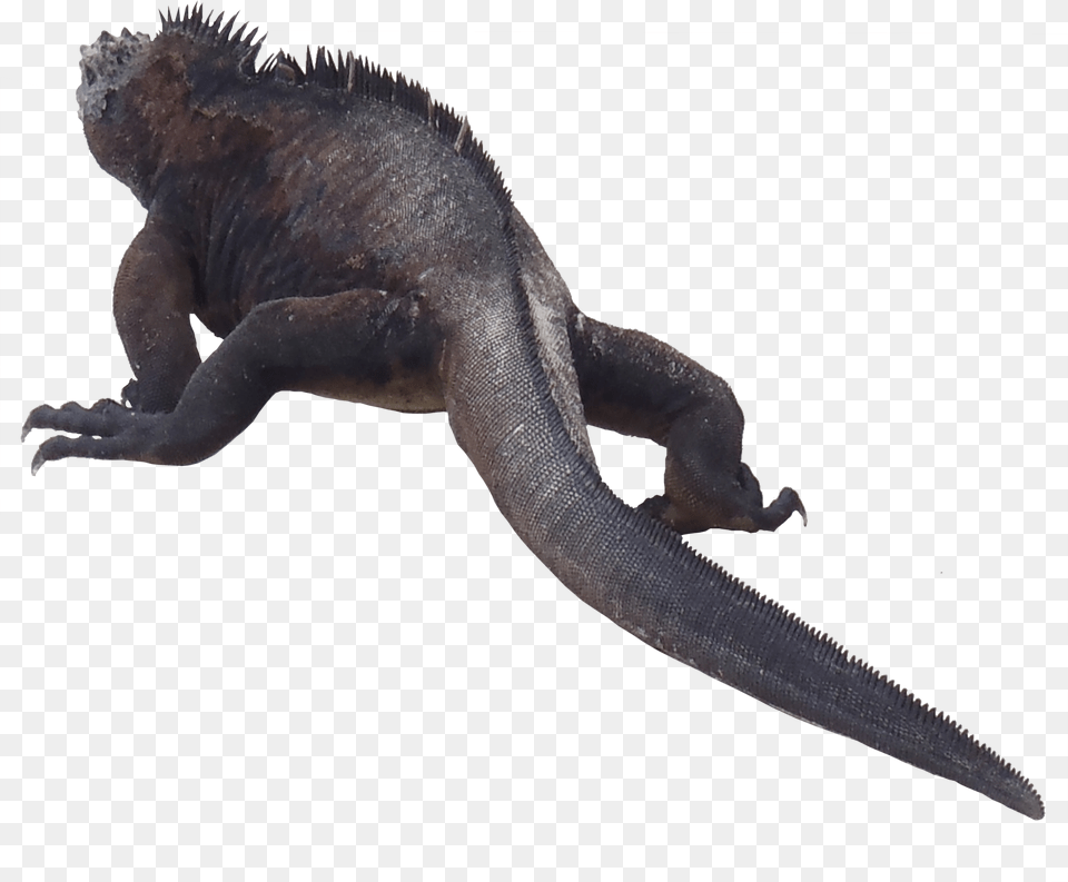 Iguana Transparent Galapagos Marine Iguana, Animal, Lizard, Reptile, Dinosaur Png Image