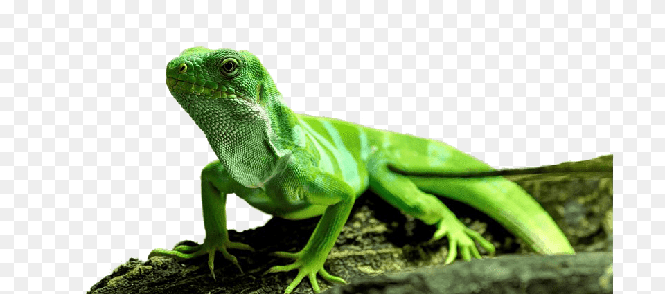 Iguana Transparent Images The Picture Of An Iguana, Animal, Lizard, Reptile, Green Lizard Png Image