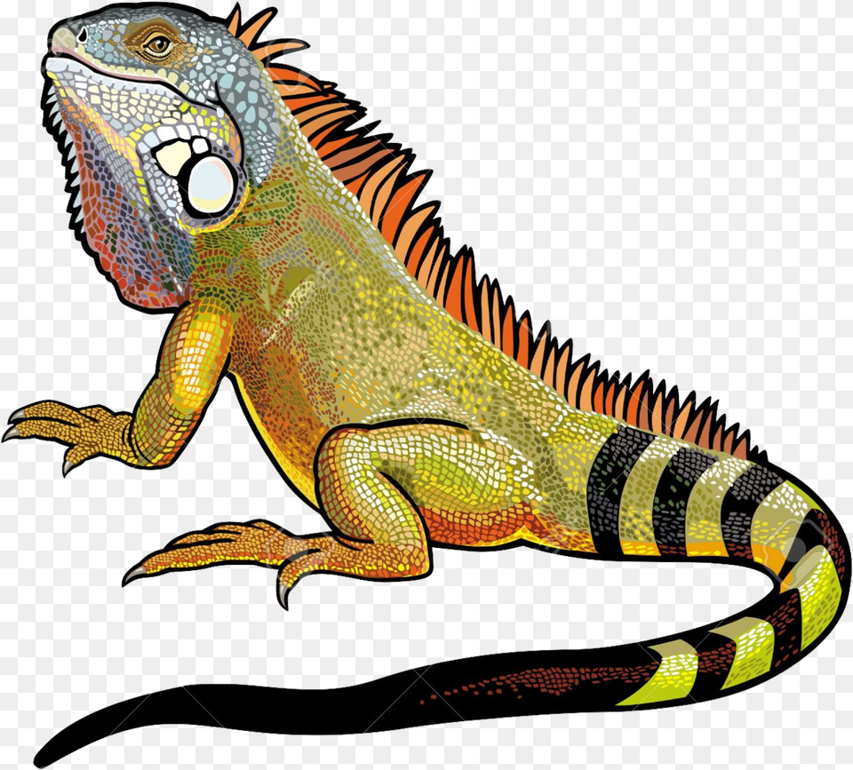 Iguana Vector, Animal, Lizard, Reptile, Dinosaur Free Png