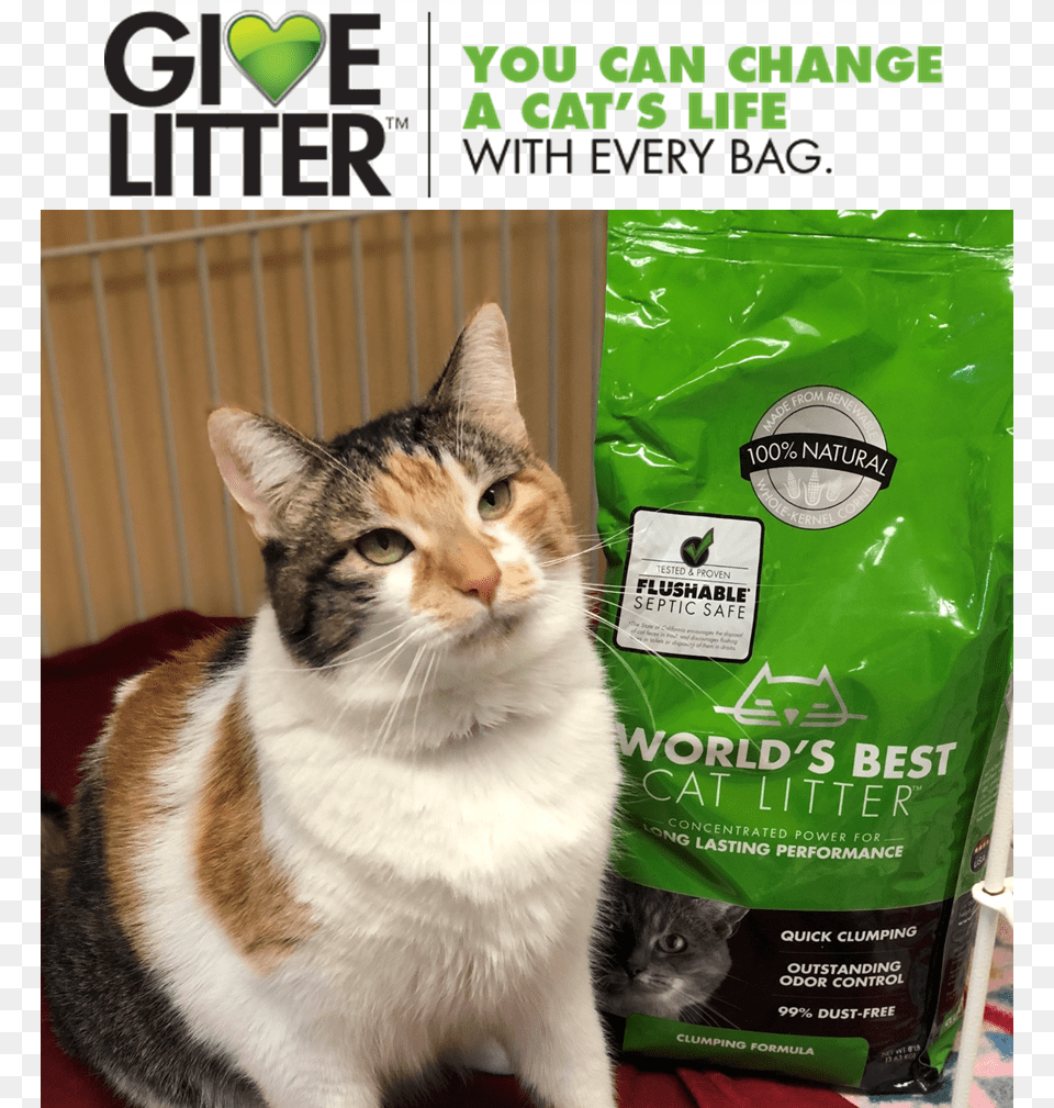 Ihs Receives 500 Pound Donation From World39s Best Cat World39s Best Cat Litter Cat Litter Lavender 7 Lbs, Animal, Mammal, Pet, Abyssinian Free Png