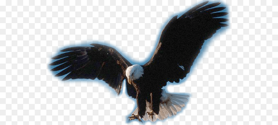 Ii Eagle, Animal, Bird, Flying, Bald Eagle Free Png Download