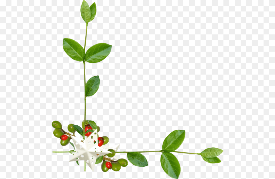 Iir Sslemeleri, Leaf, Plant, Flower, Annonaceae Png