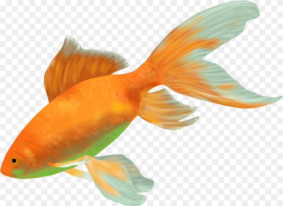 Ikan Hias Air Tawar Terindah, Animal, Fish, Sea Life, Goldfish Free Png