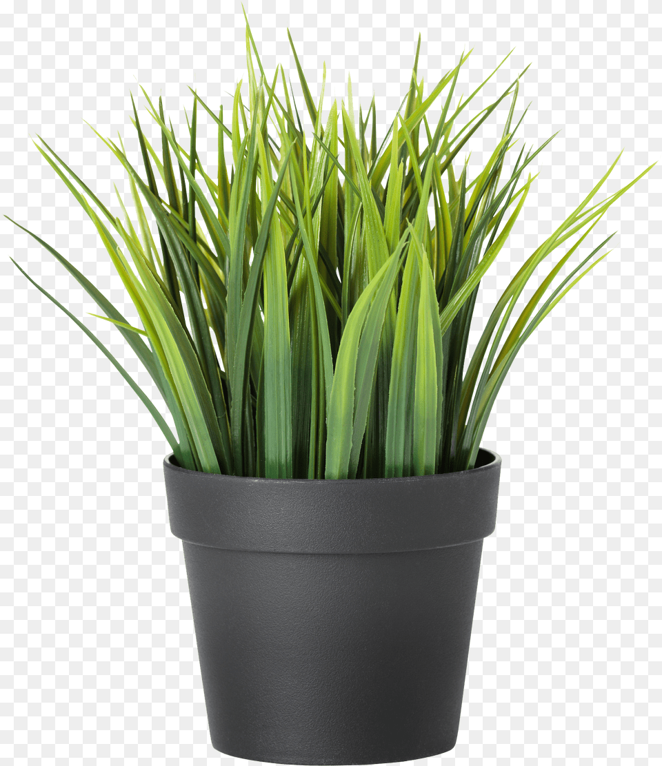 Ikea Fake Plant, Jar, Planter, Potted Plant, Pottery Png