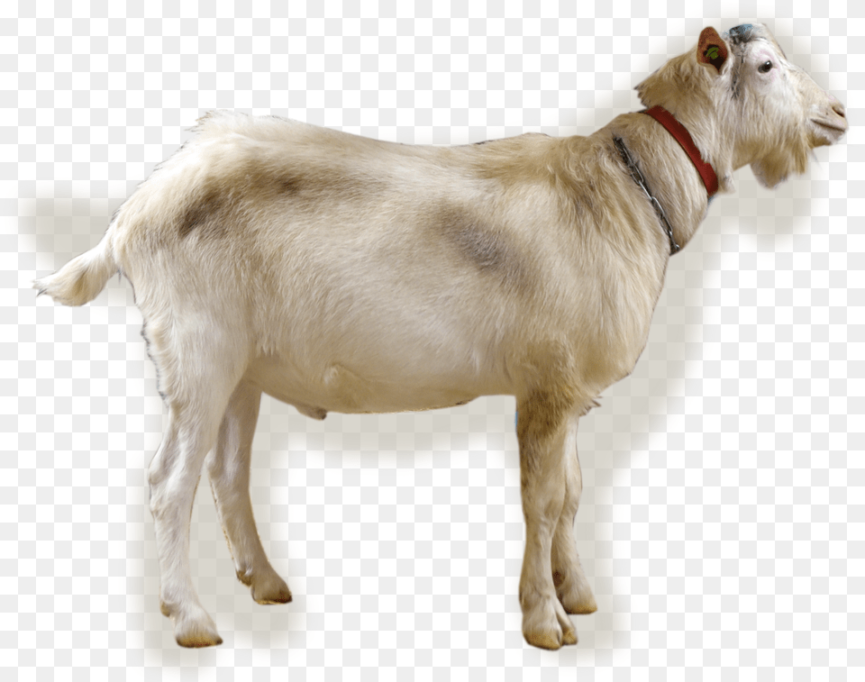 Ikon Goat, Livestock, Animal, Mammal, Canine Png