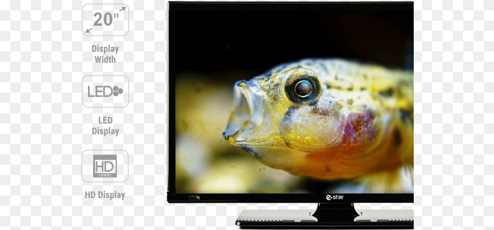 Ikonos Ir Dalis Tv Bottom Feeder, Water, Screen, Monitor, Hardware Free Transparent Png