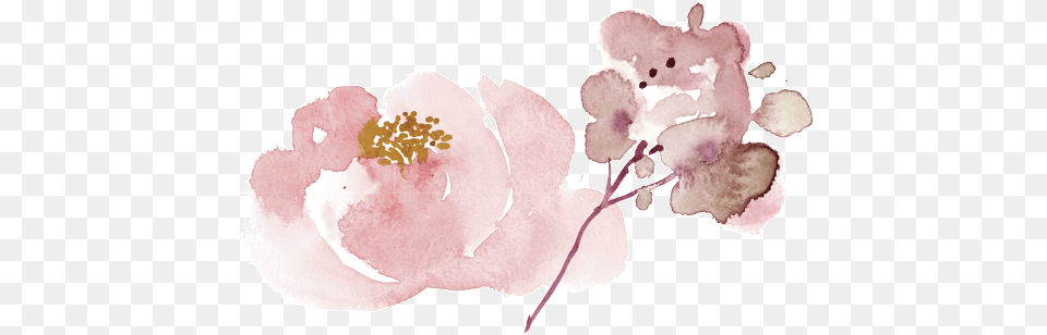 Il Nido Garden Roses, Plant, Flower, Anther, Petal Free Transparent Png