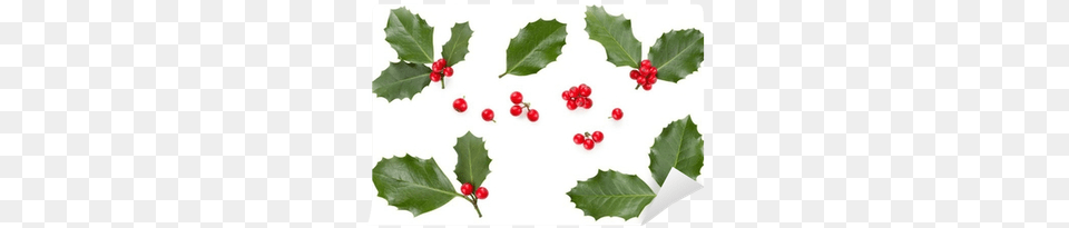 Ilex Aquifolium Leaf, Plant, Food, Fruit, Produce Png