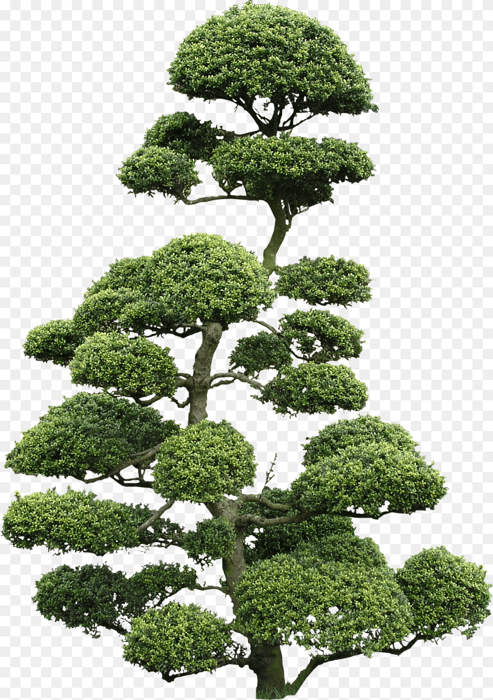 Ilex Crenata Bonsai, Green, Plant, Potted Plant, Tree Png Image