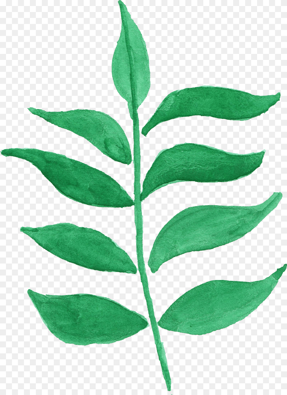 Ilex Decidua, Herbal, Herbs, Leaf, Plant Png Image