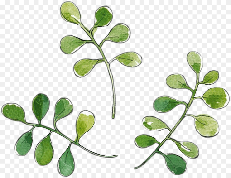 Ilex Vomitoria, Herbal, Herbs, Leaf, Plant Png