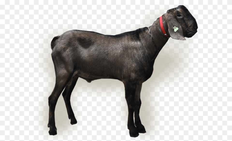 Ilias Goat, Livestock, Animal, Mammal, Canine Png