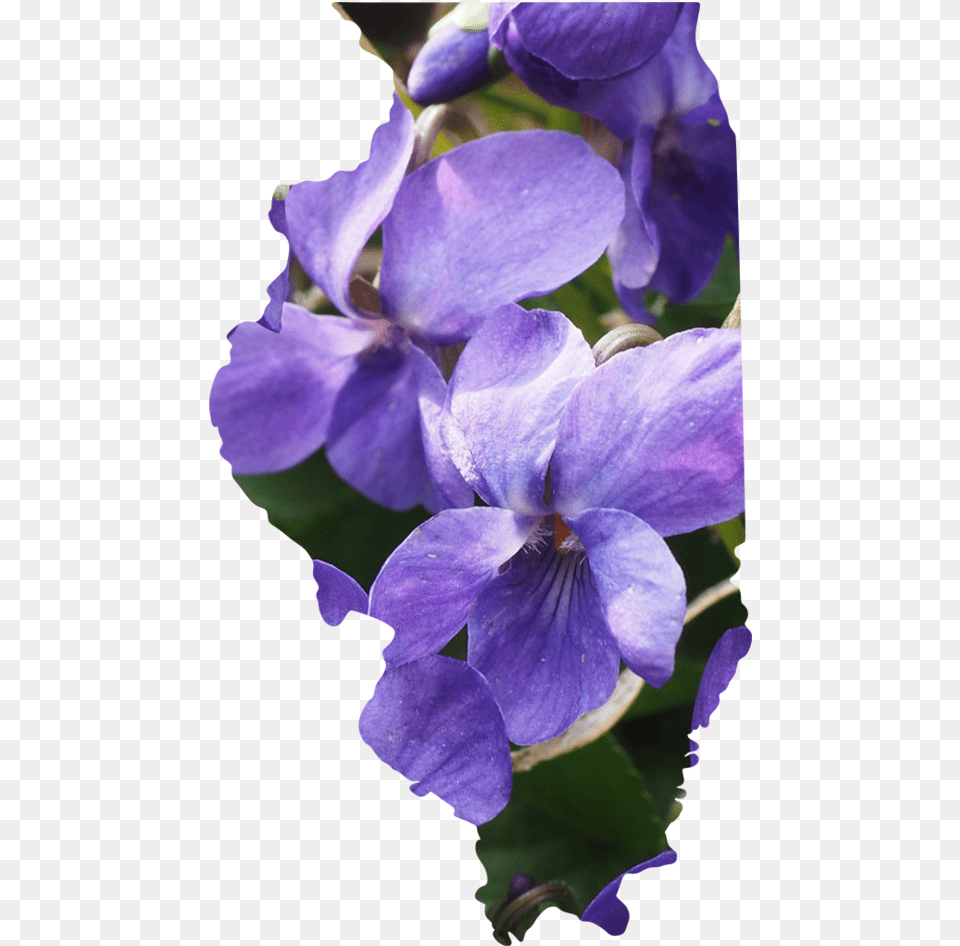 Illinois Periwinkle, Flower, Geranium, Iris, Plant Free Png