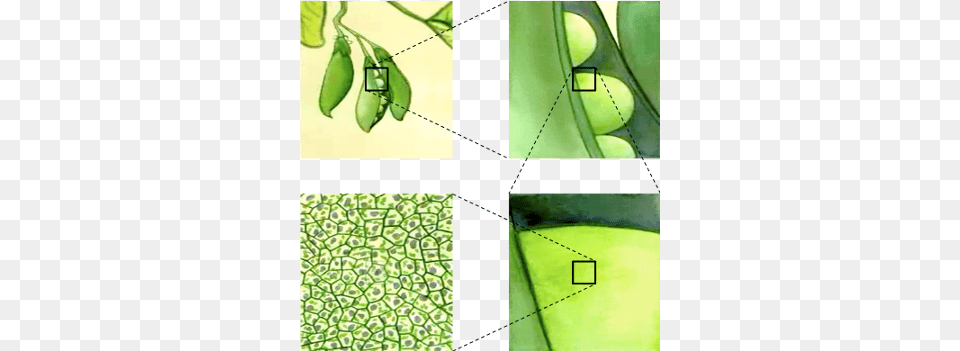 Illistration Of Pea Cells As Part Of The Pea Plant Pea Starch Branching Enzyme, Leaf, Vegetable, Produce, Food Free Png