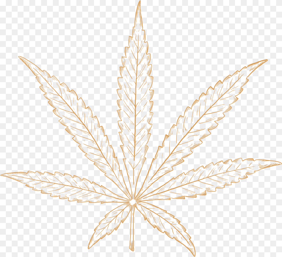 Illustraion Of An Sativa Strain Of Cannabis Plant Illustration, Leaf, Pattern, Herbal, Herbs Png Image