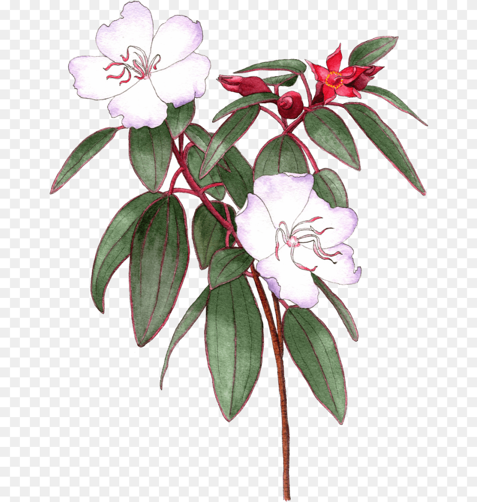 Illustrated By Helen Krayenhoff Rosa Glauca, Acanthaceae, Flower, Geranium, Plant Png Image