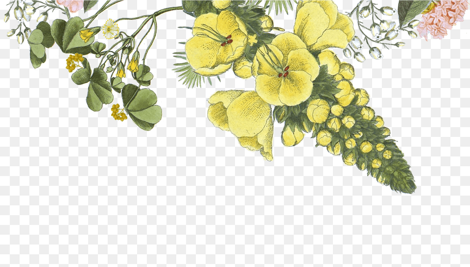Illustrated Flowers Flowers Wix, Art, Floral Design, Graphics, Pattern Png