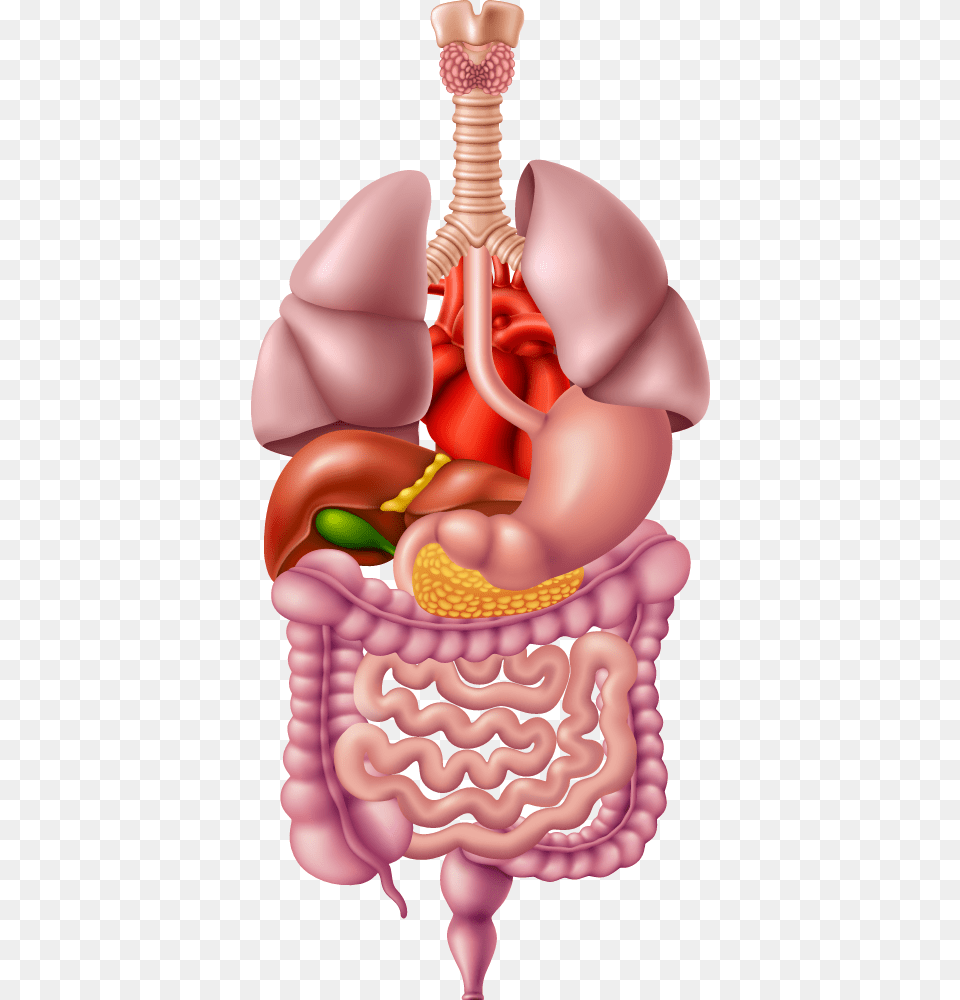 Illustrated Representing The Human Digestive Human Digestive System, Birthday Cake, Food, Dessert, Cream Free Png Download