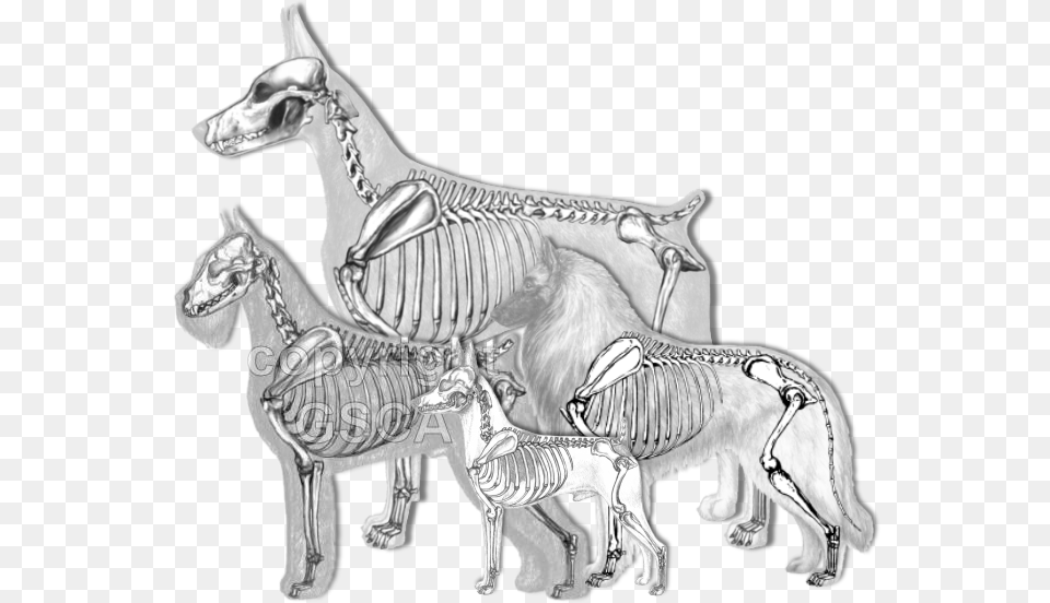 Illustrated Standard Drawings Schnauzer Skeleton, Art, Animal, Antelope, Mammal Free Png