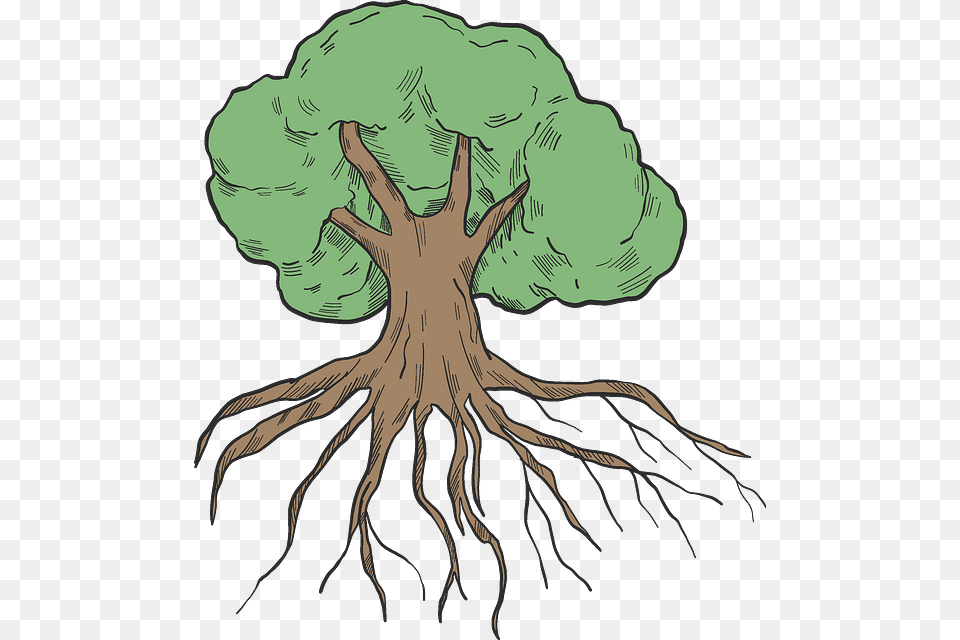 Illustration, Plant, Root, Person, Tree Free Png