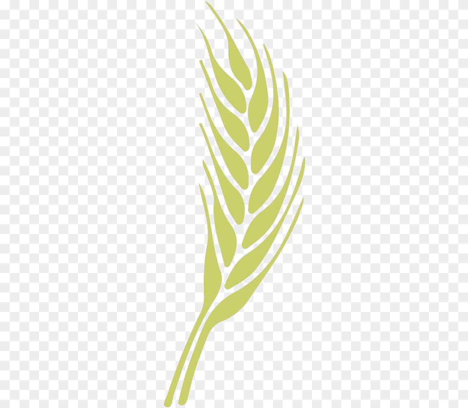 Illustration, Fern, Leaf, Plant, Grass Free Transparent Png
