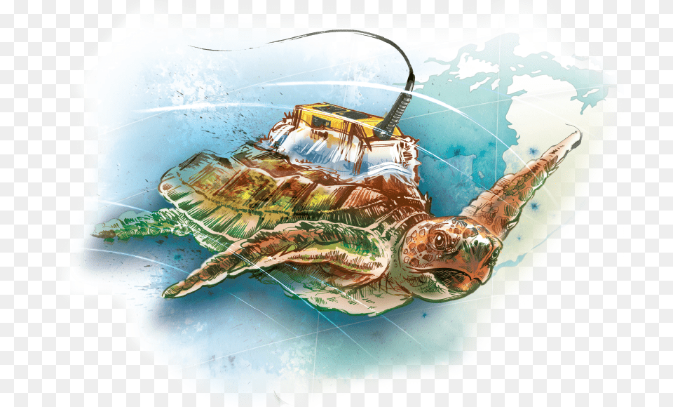 Illustration, Animal, Reptile, Sea Life, Sea Turtle Free Transparent Png