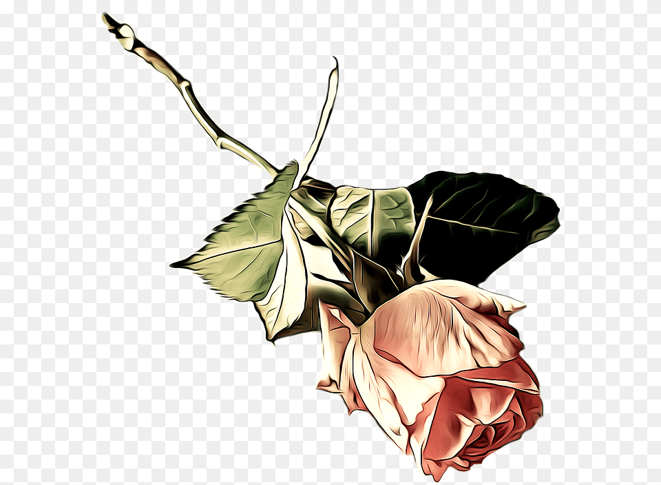 Illustration, Flower, Leaf, Plant, Rose Png