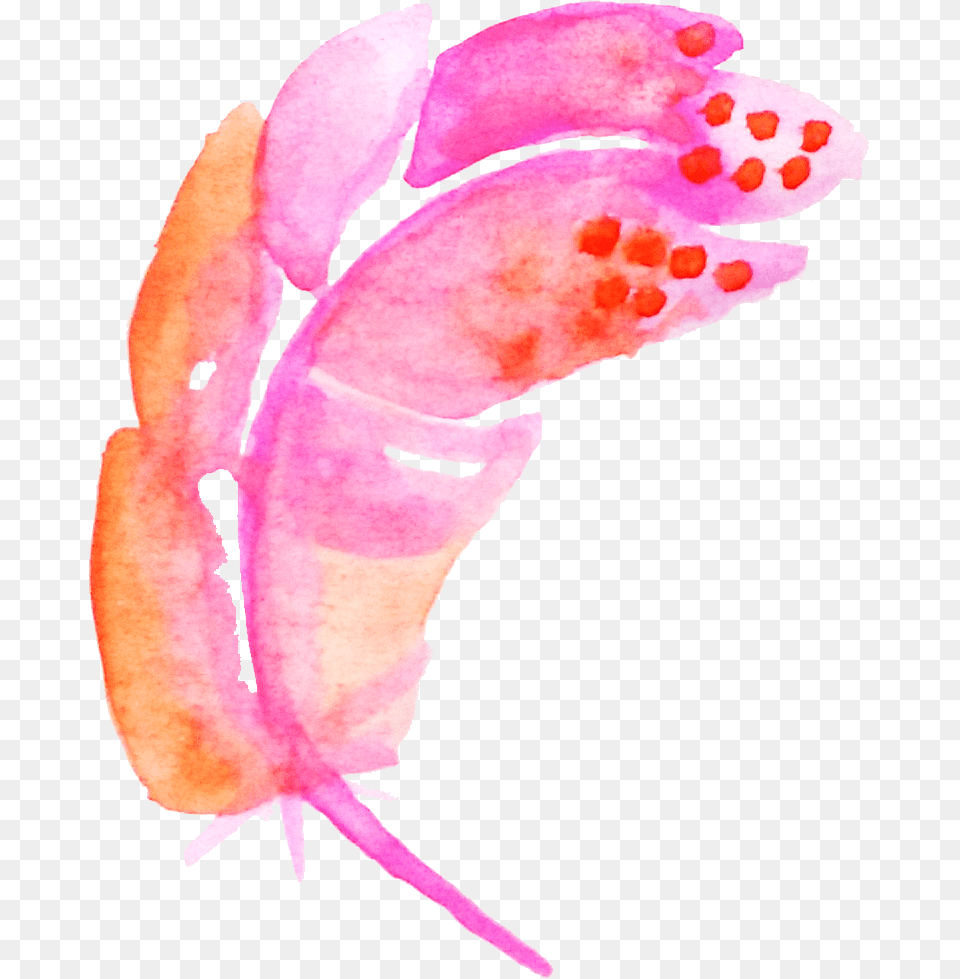 Illustration, Flower, Plant, Rose Png