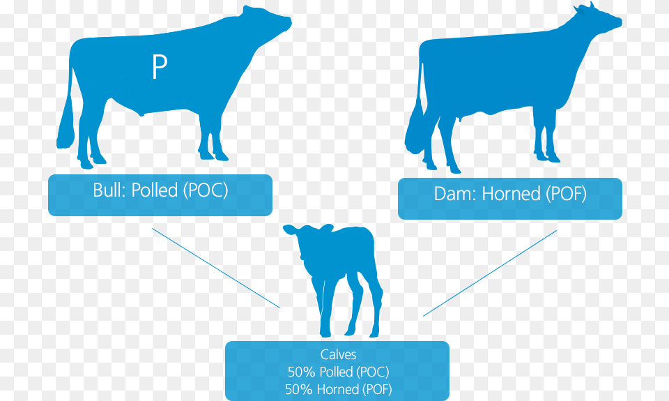 Illustration, Animal, Cattle, Livestock, Mammal Png