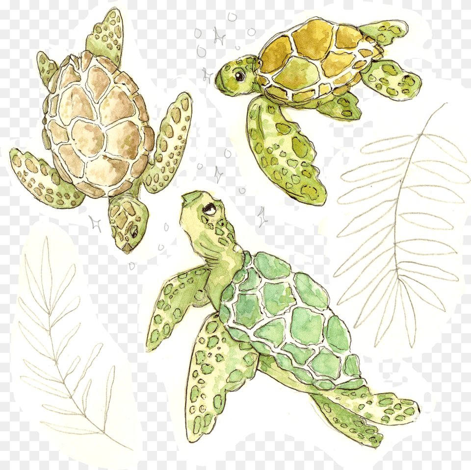 Illustration, Animal, Reptile, Sea Life, Turtle Free Png