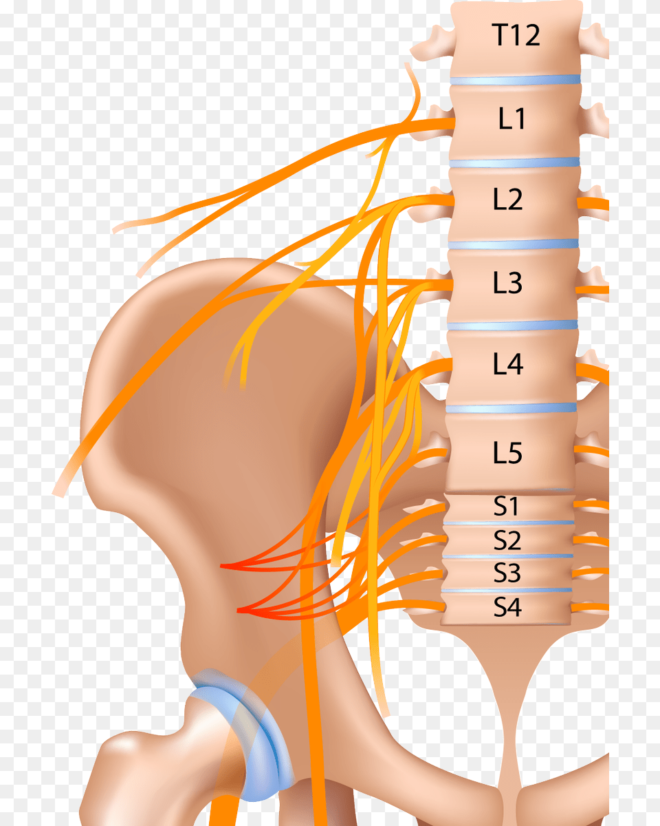 Illustration, Body Part, Chart, Face, Head Free Transparent Png